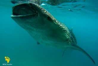 Снорклинг с китовыми акулами, Тан Аван, Филиппины, 